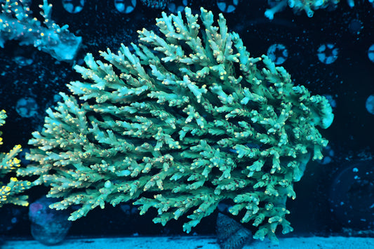 Malaysia speciosa