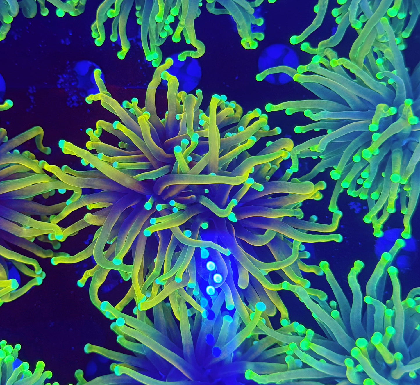 Malay Rainbow Hellfire