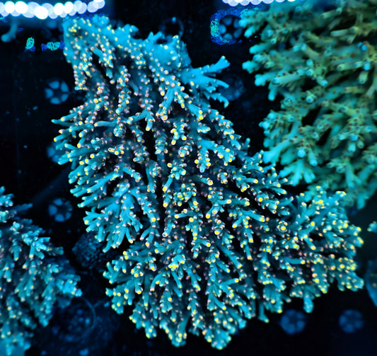 Malaysia speciosa