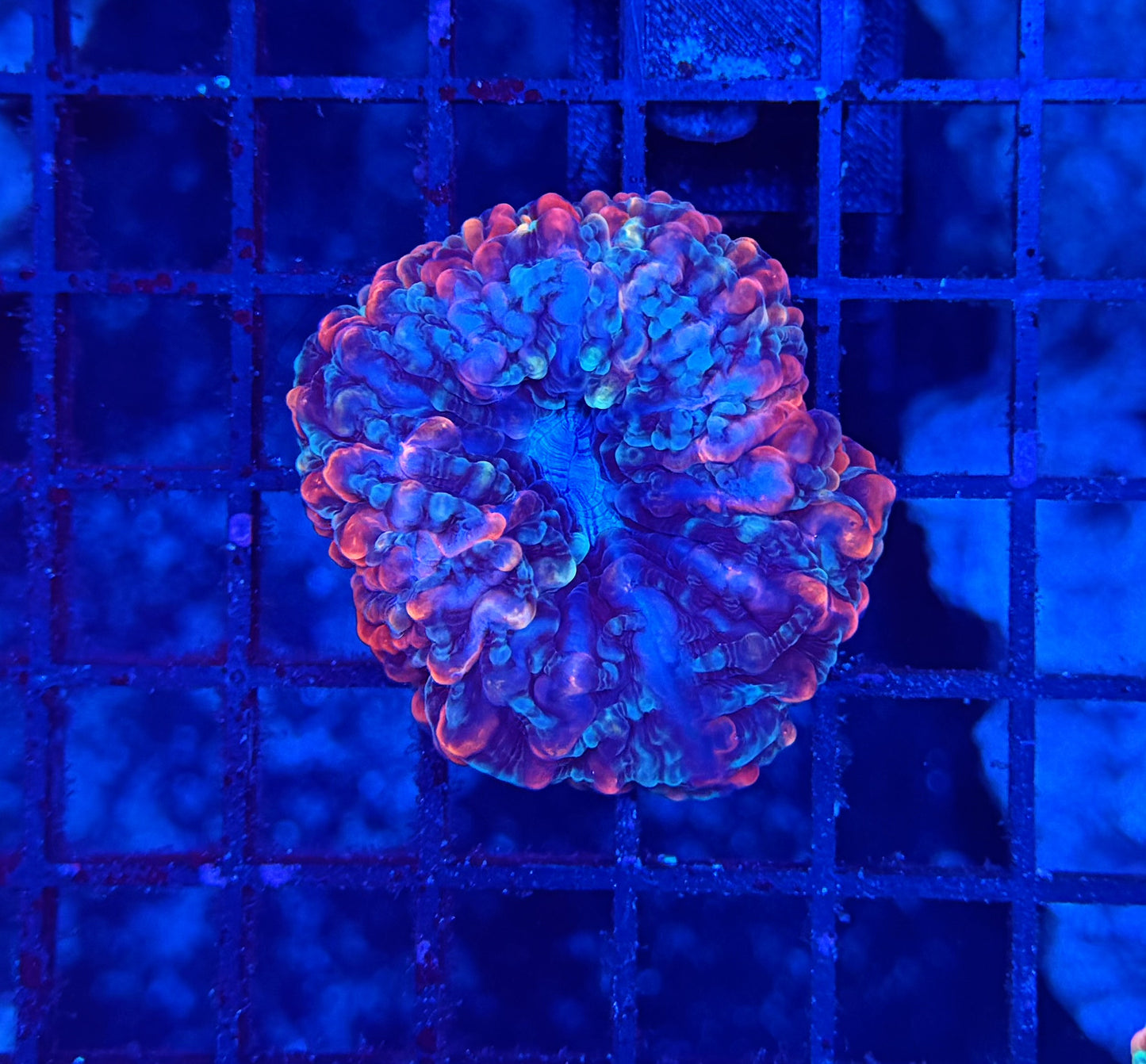 Rainbow indophyllia