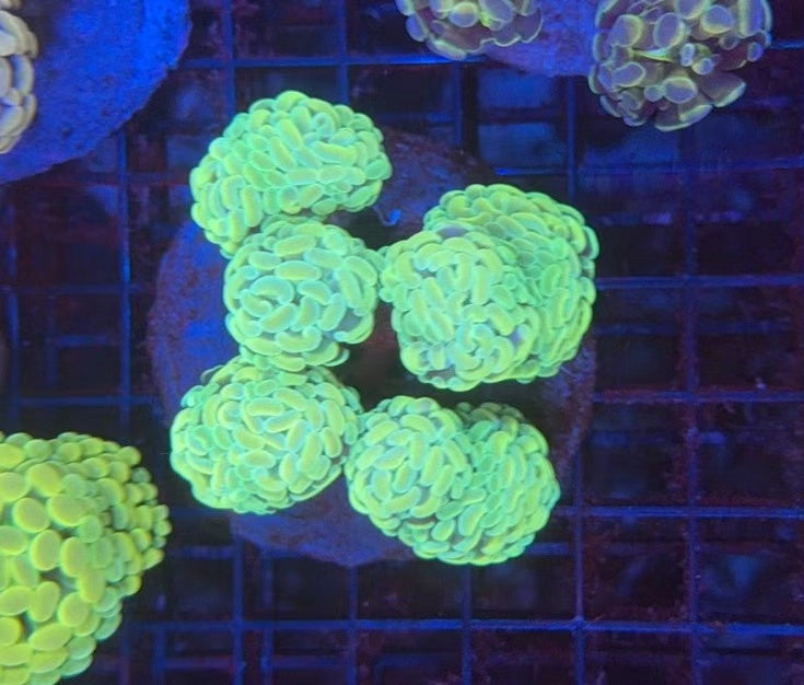 Premium hammer colony