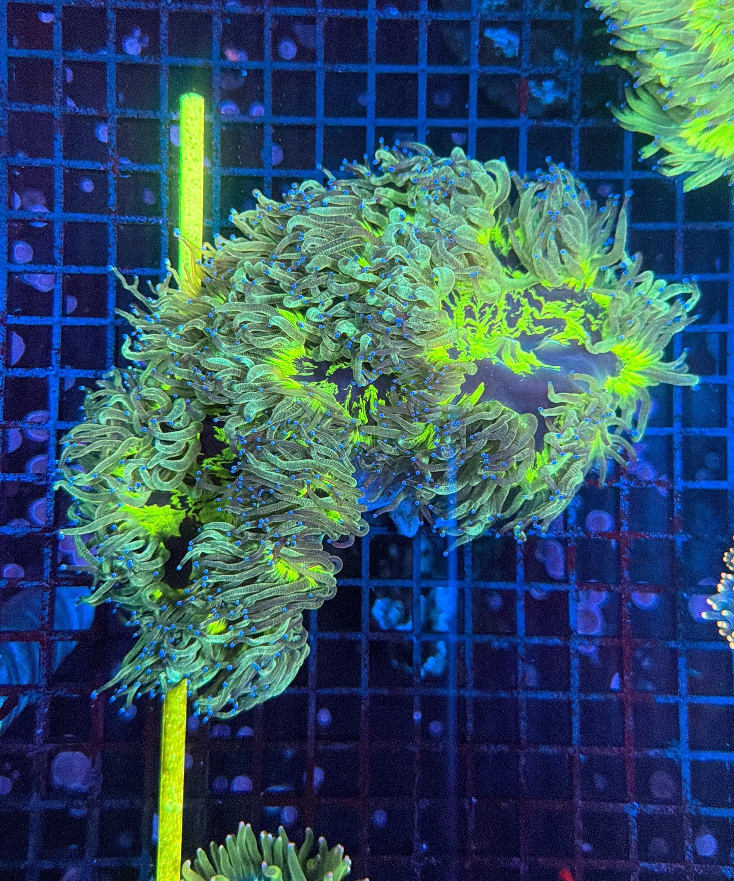 Elegance coral XL