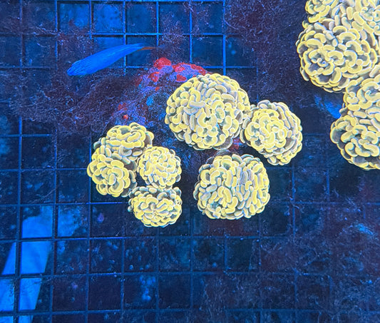 Indo hammer colony