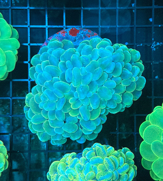 Bubble Coral