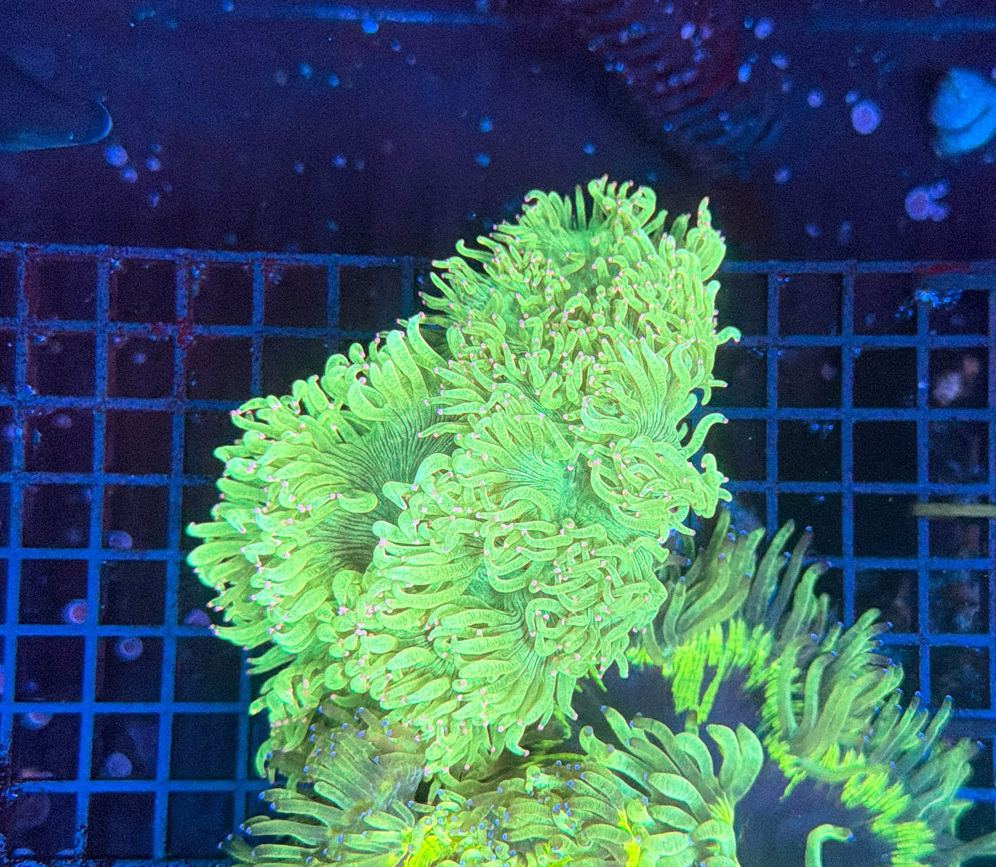 Elegance coral