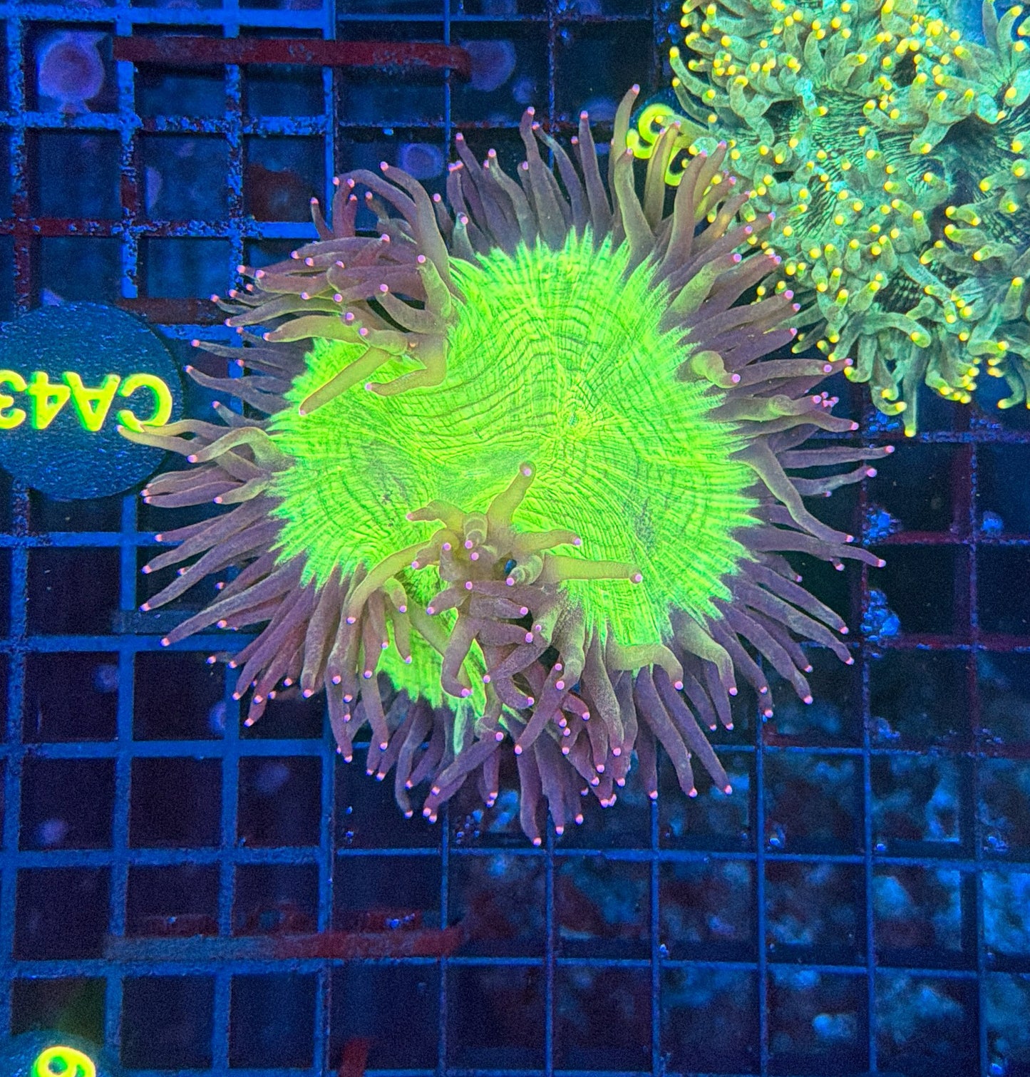 Elegance coral
