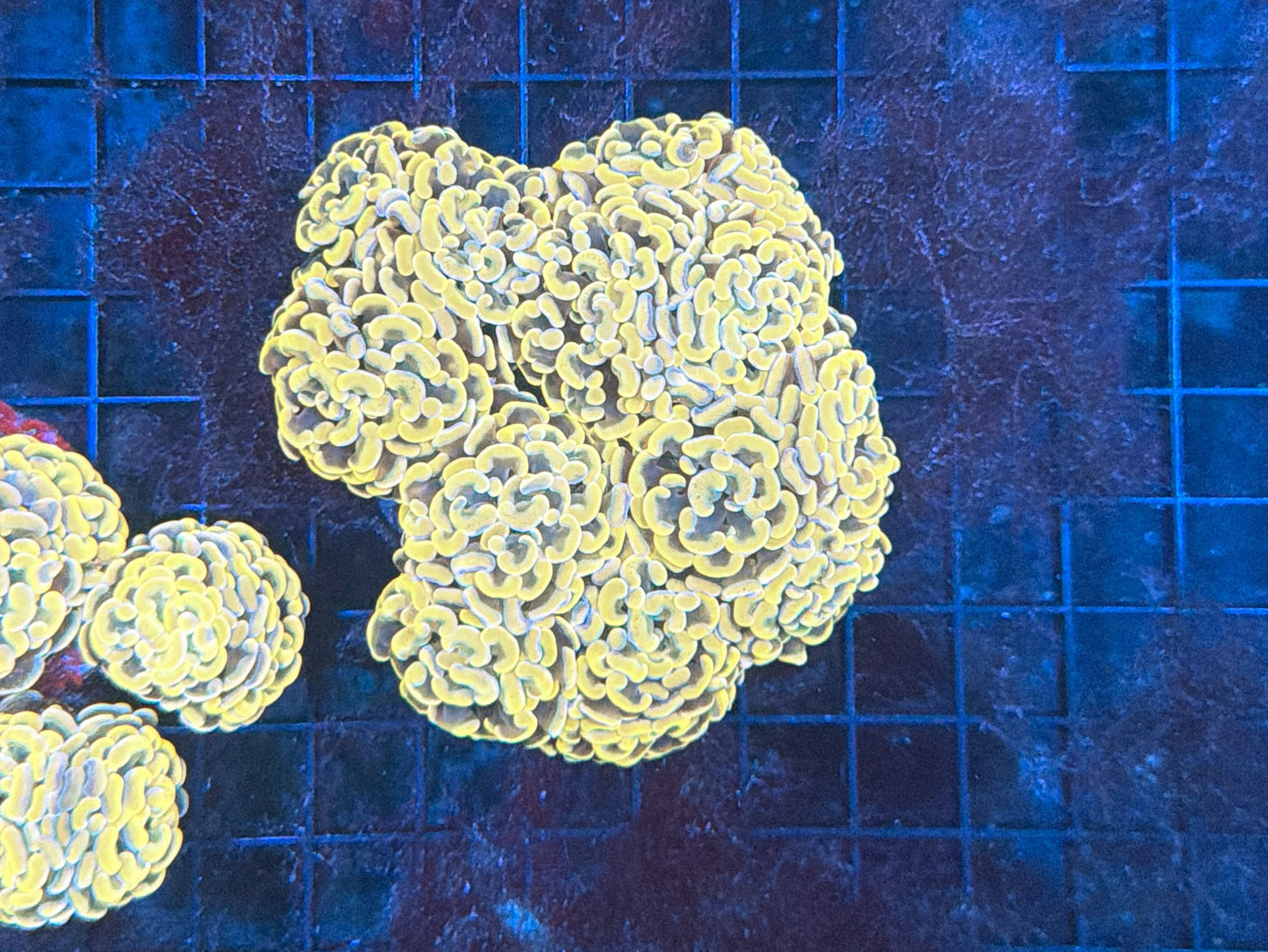 Indo hammer colony