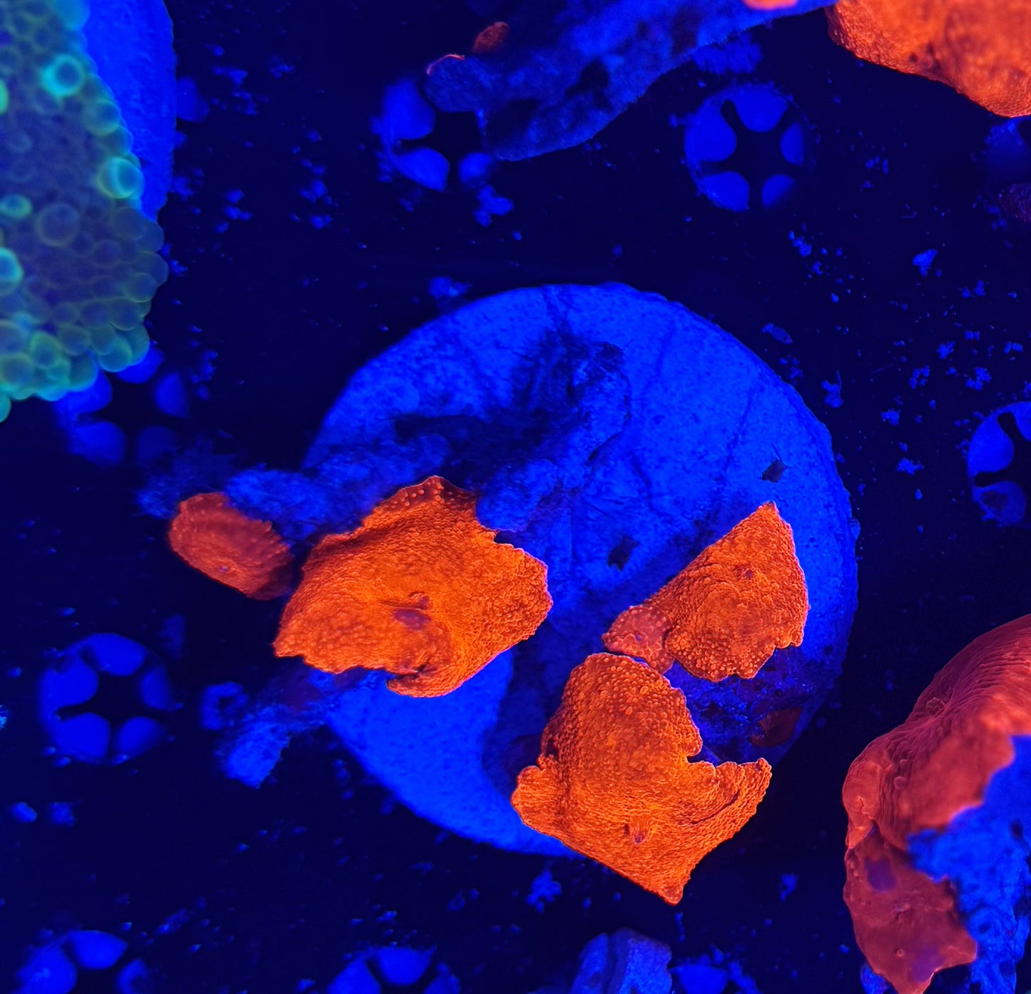 Red / Deadpool jawbreaker 4-5