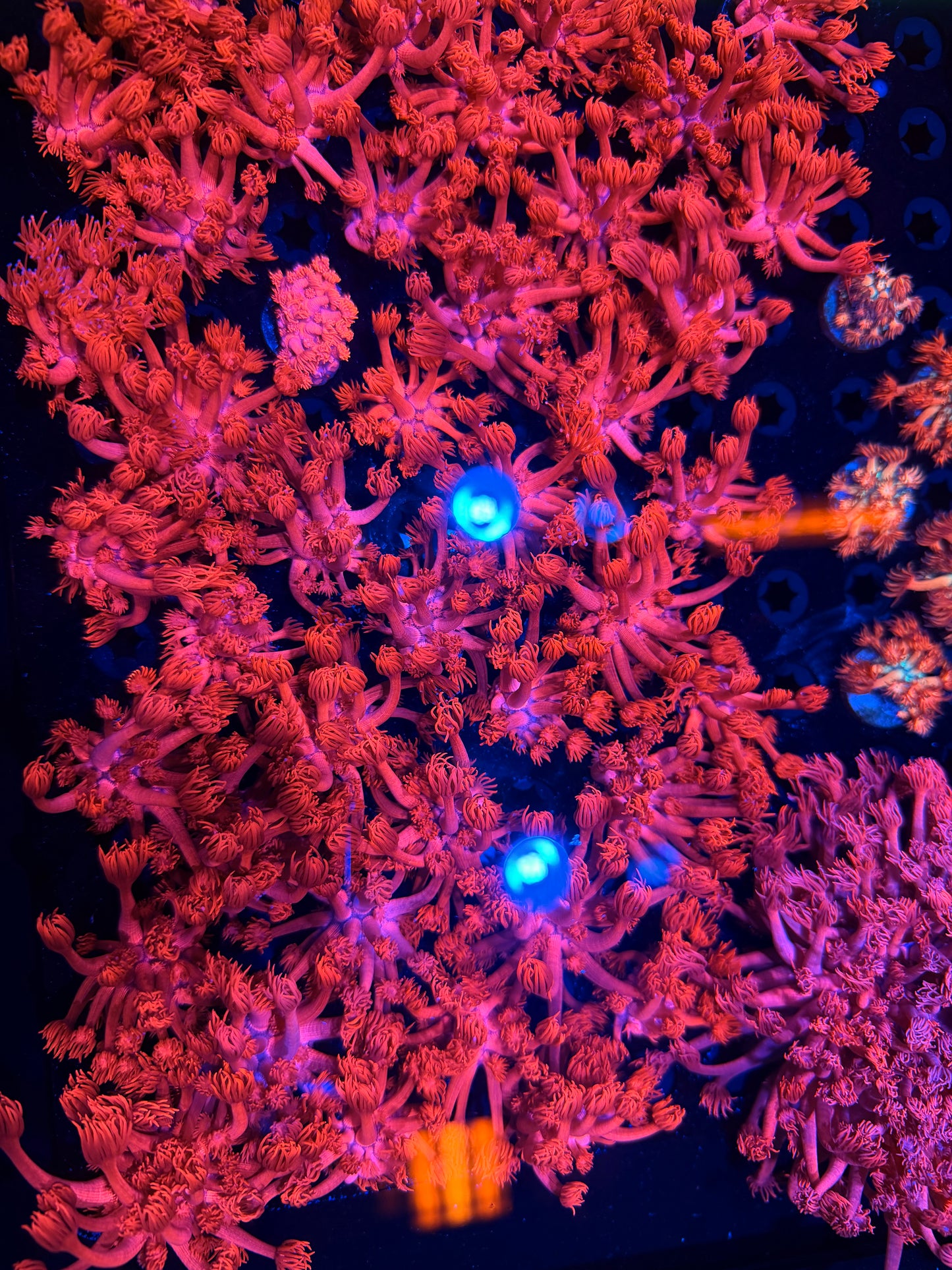 Pink panther goni tank grow (Non WYSIWYG)