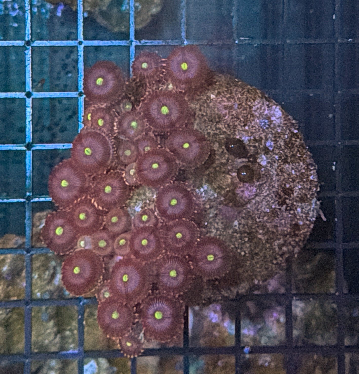 Zoa clearance
