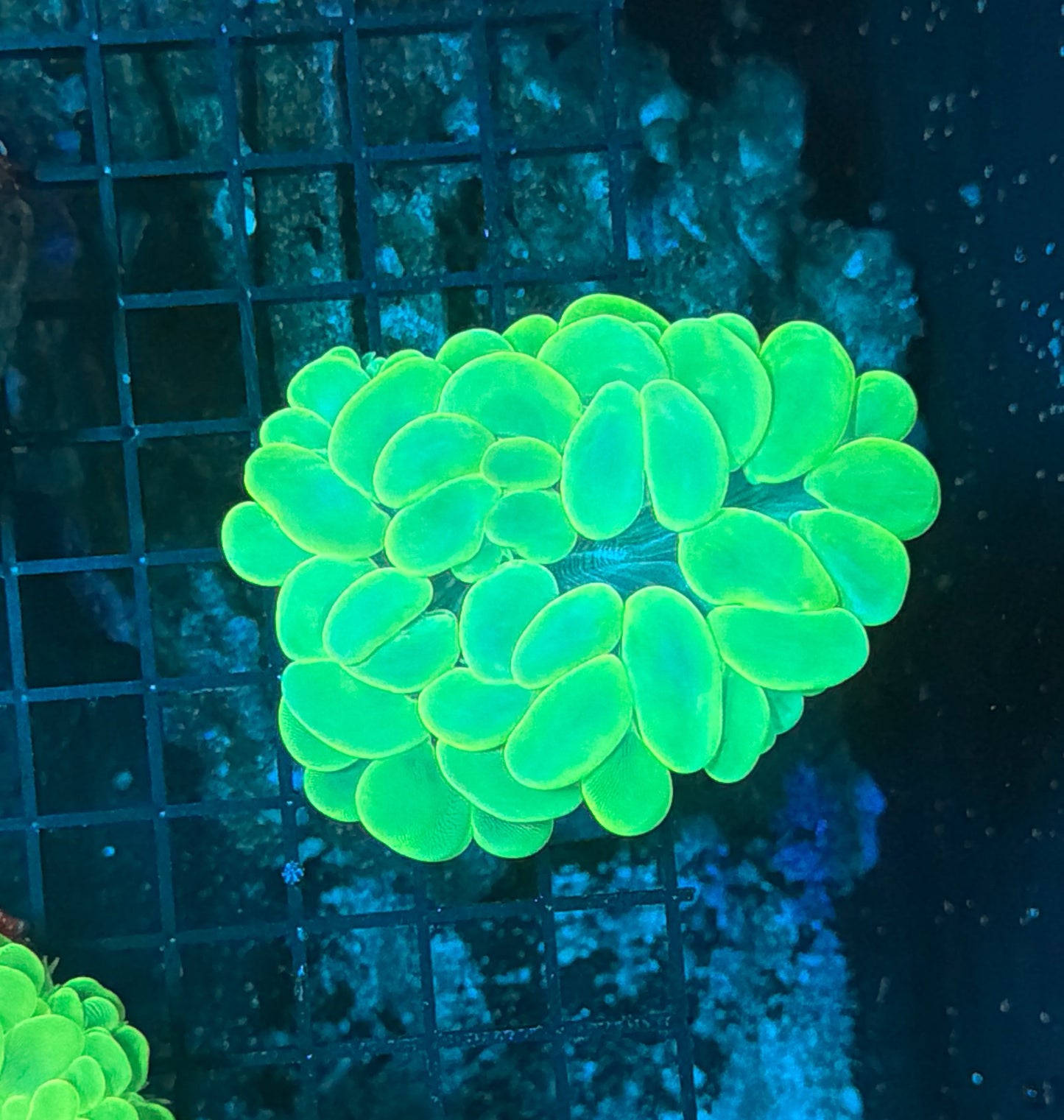 Bubble Coral