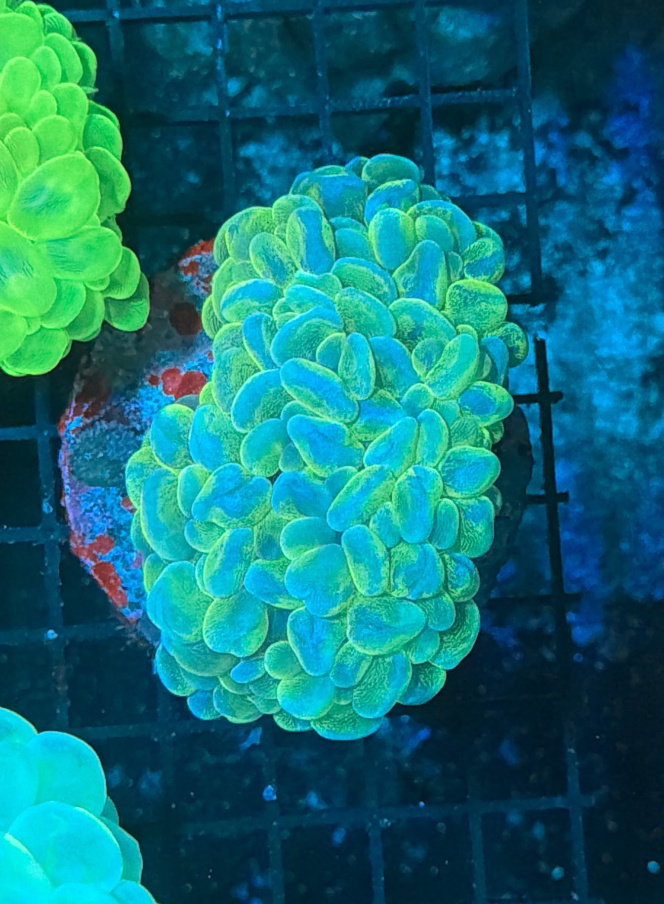 Bubble Coral