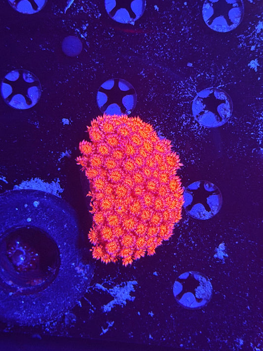 OG red glitter Goni colony S