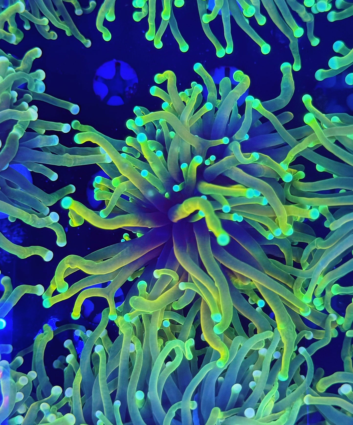 Malay Rainbow Hellfire