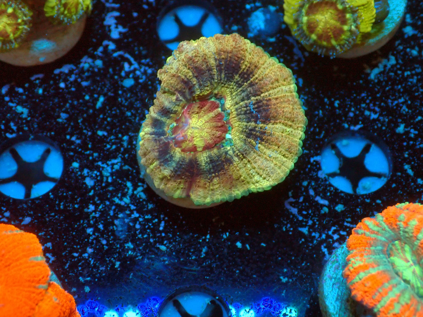 Asian Acan Frag