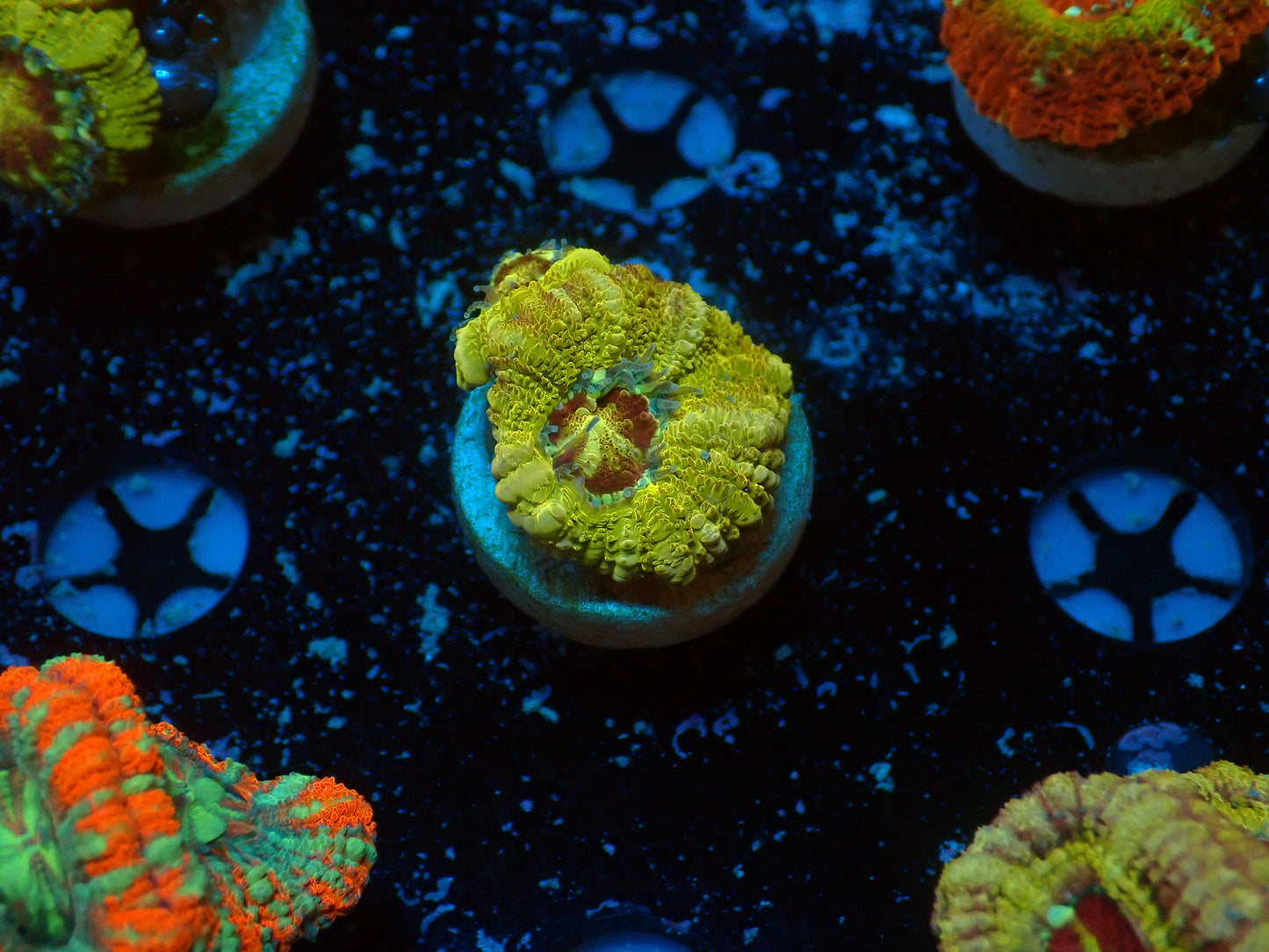 Asian Acan Frag