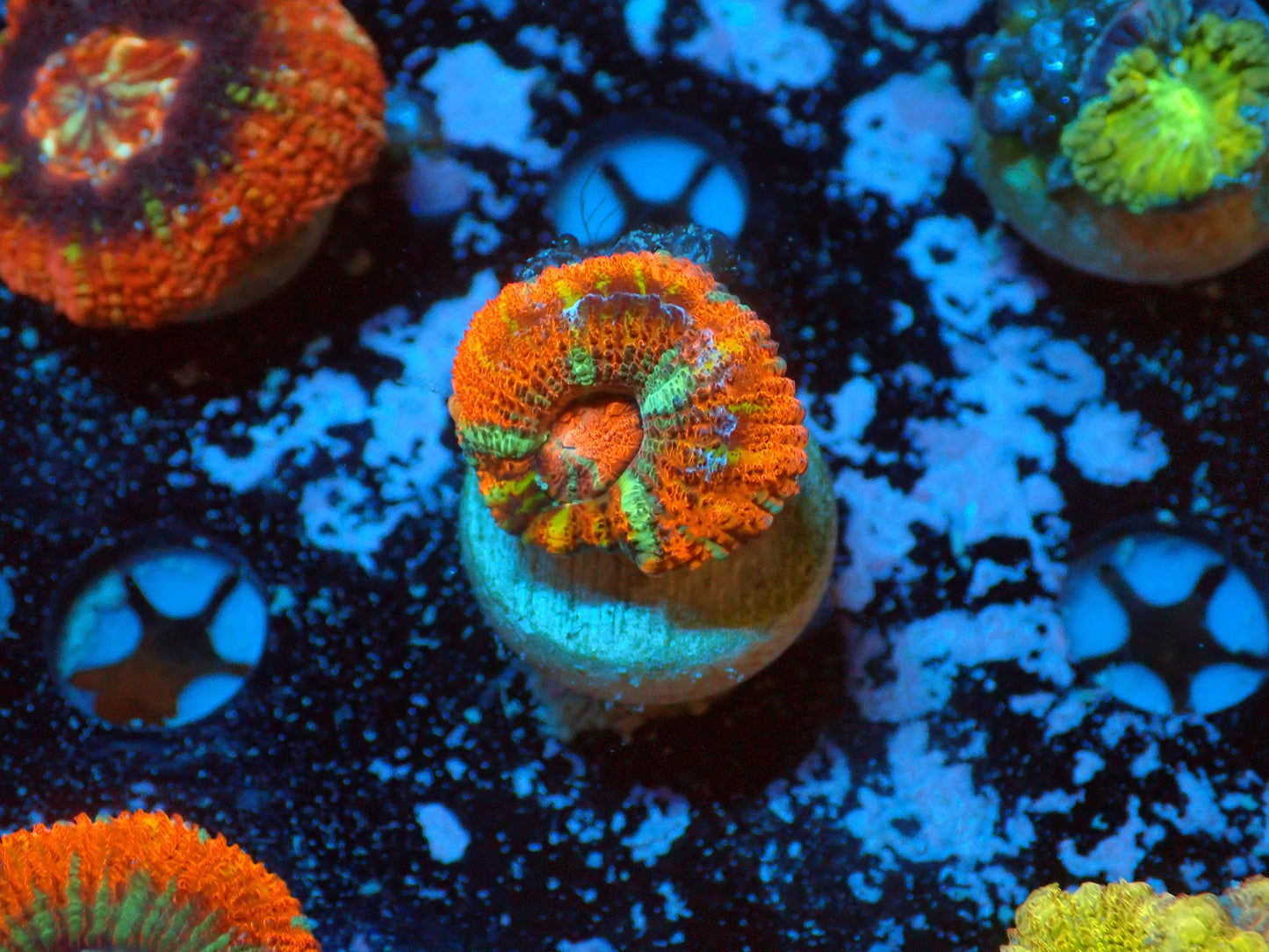 Asian Acan Frag
