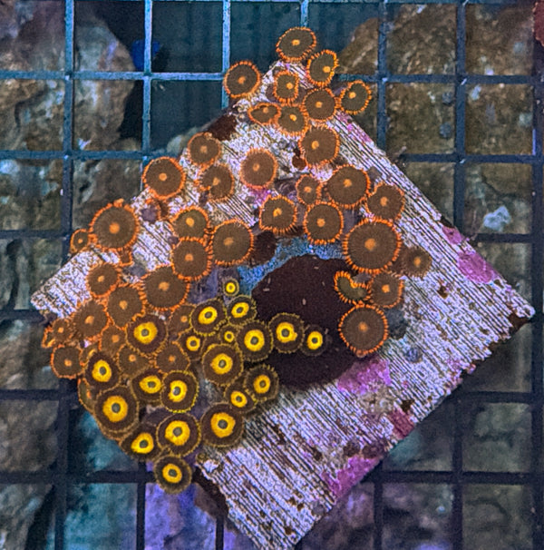 Zoa clearance