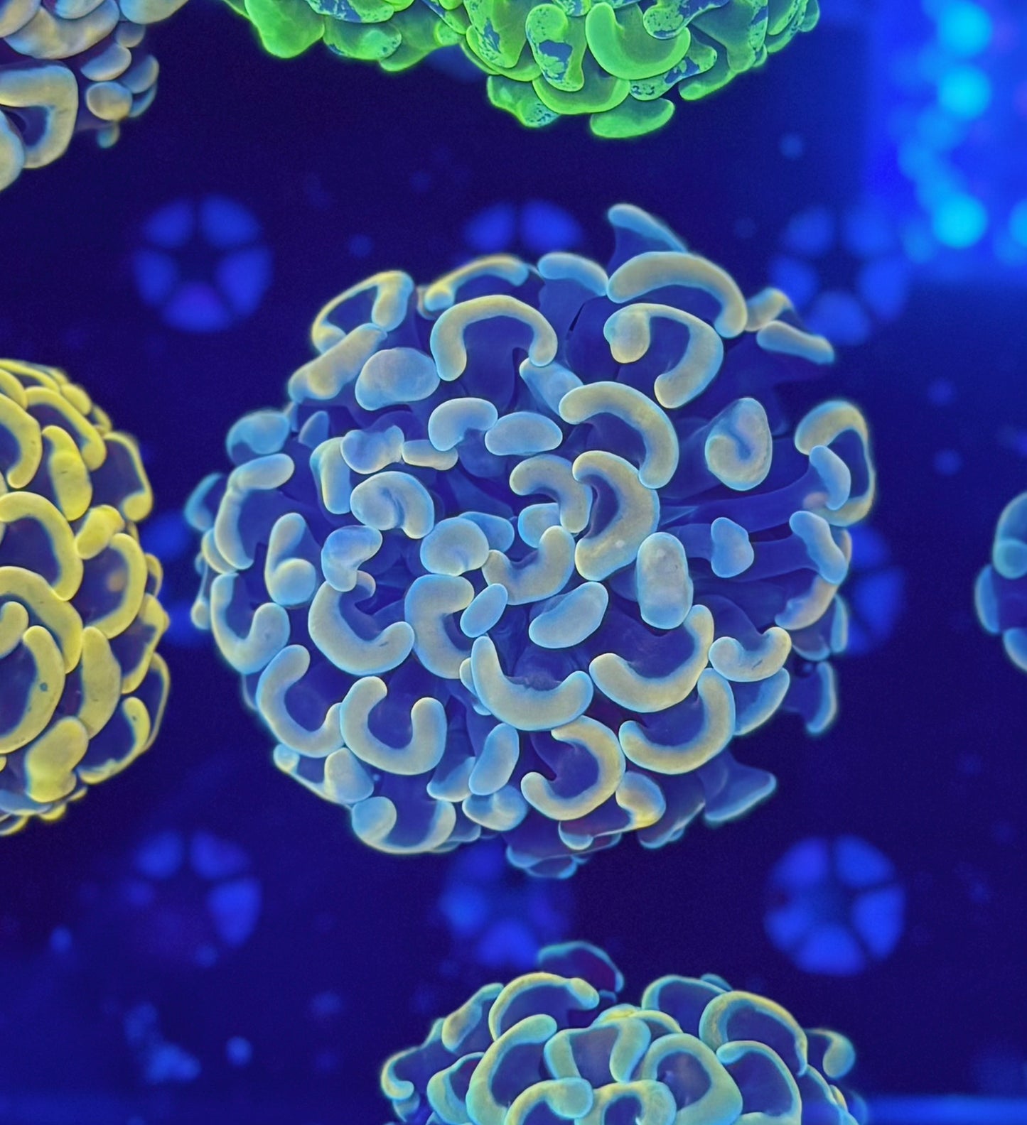 Malay Fat-head Hammer