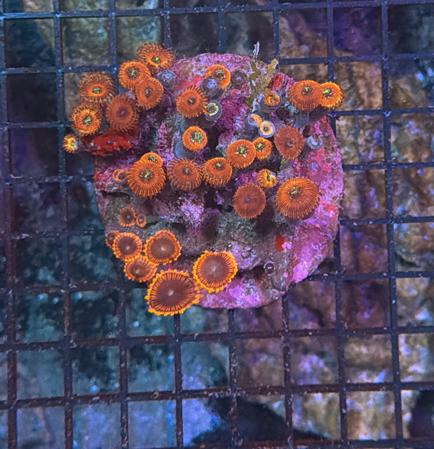 Zoa clearance