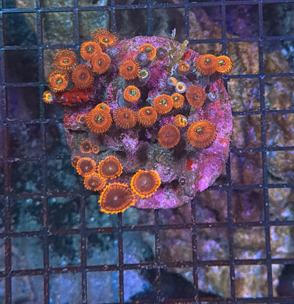 Zoa clearance