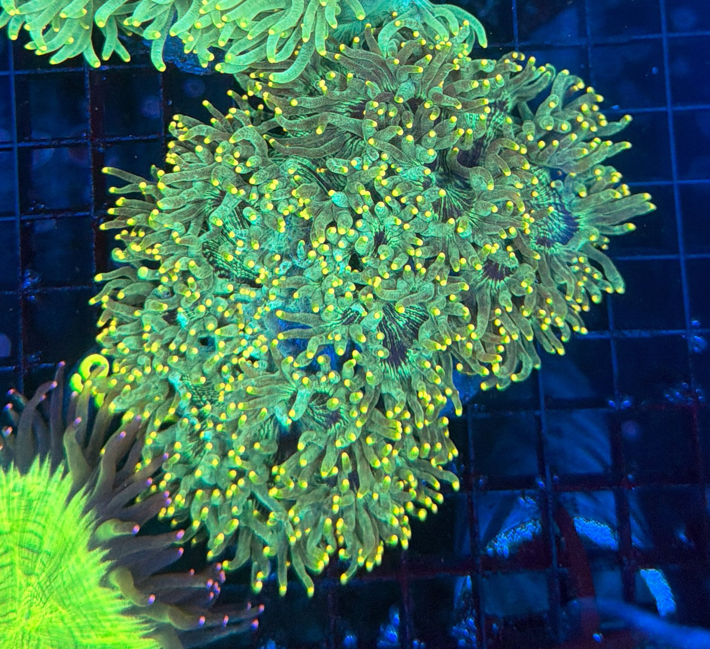 Elegance coral
