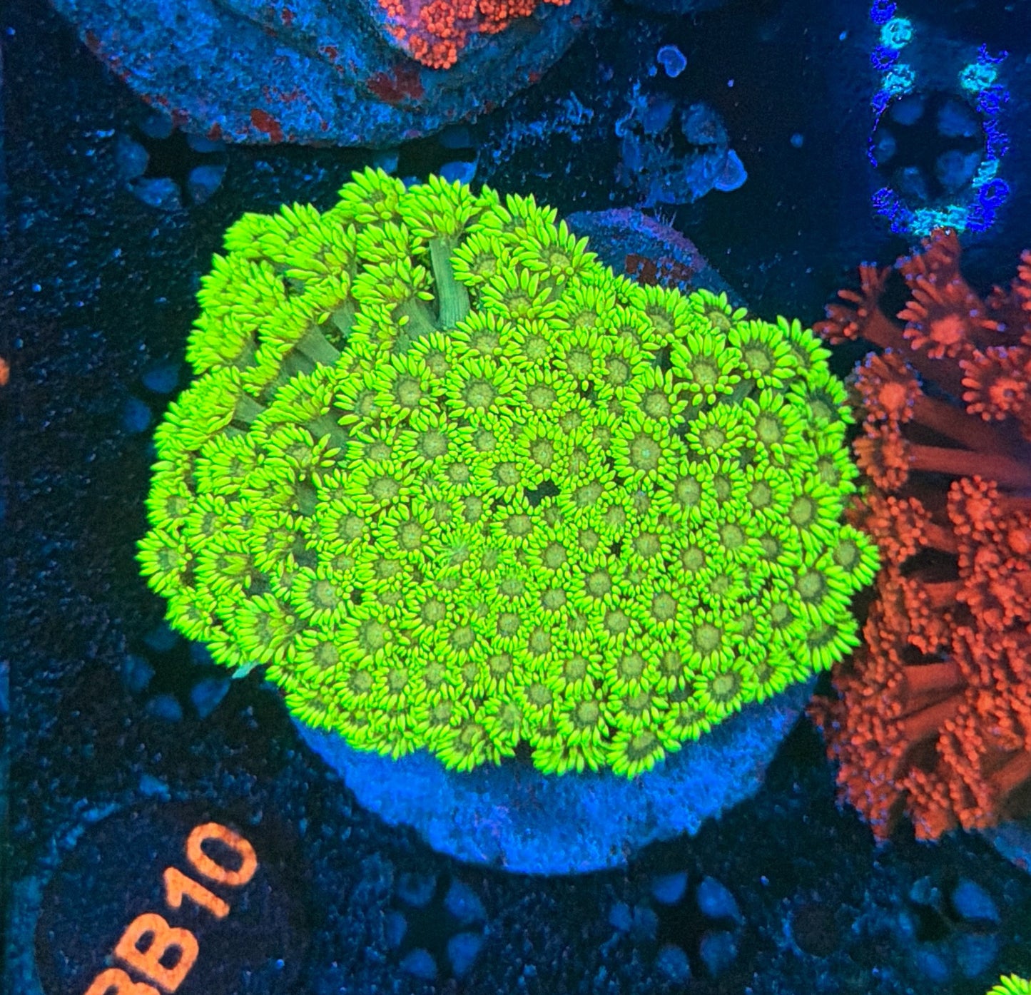 Rainbow Goni colony