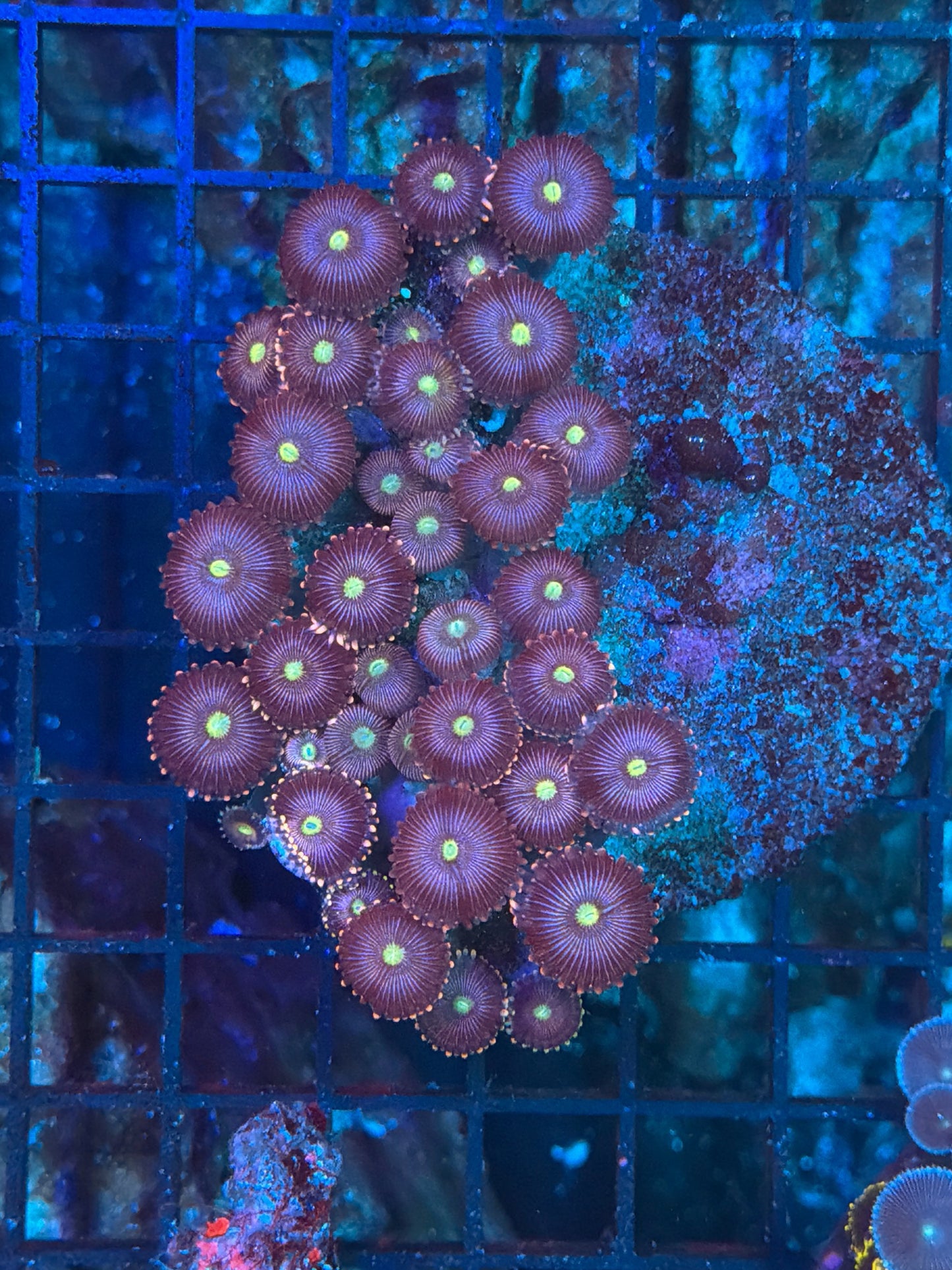 Rainbow Zoa