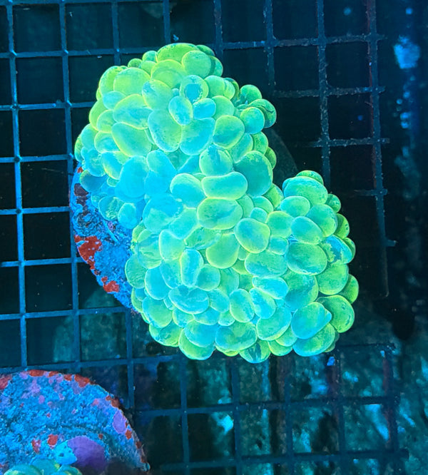 Bubble Coral
