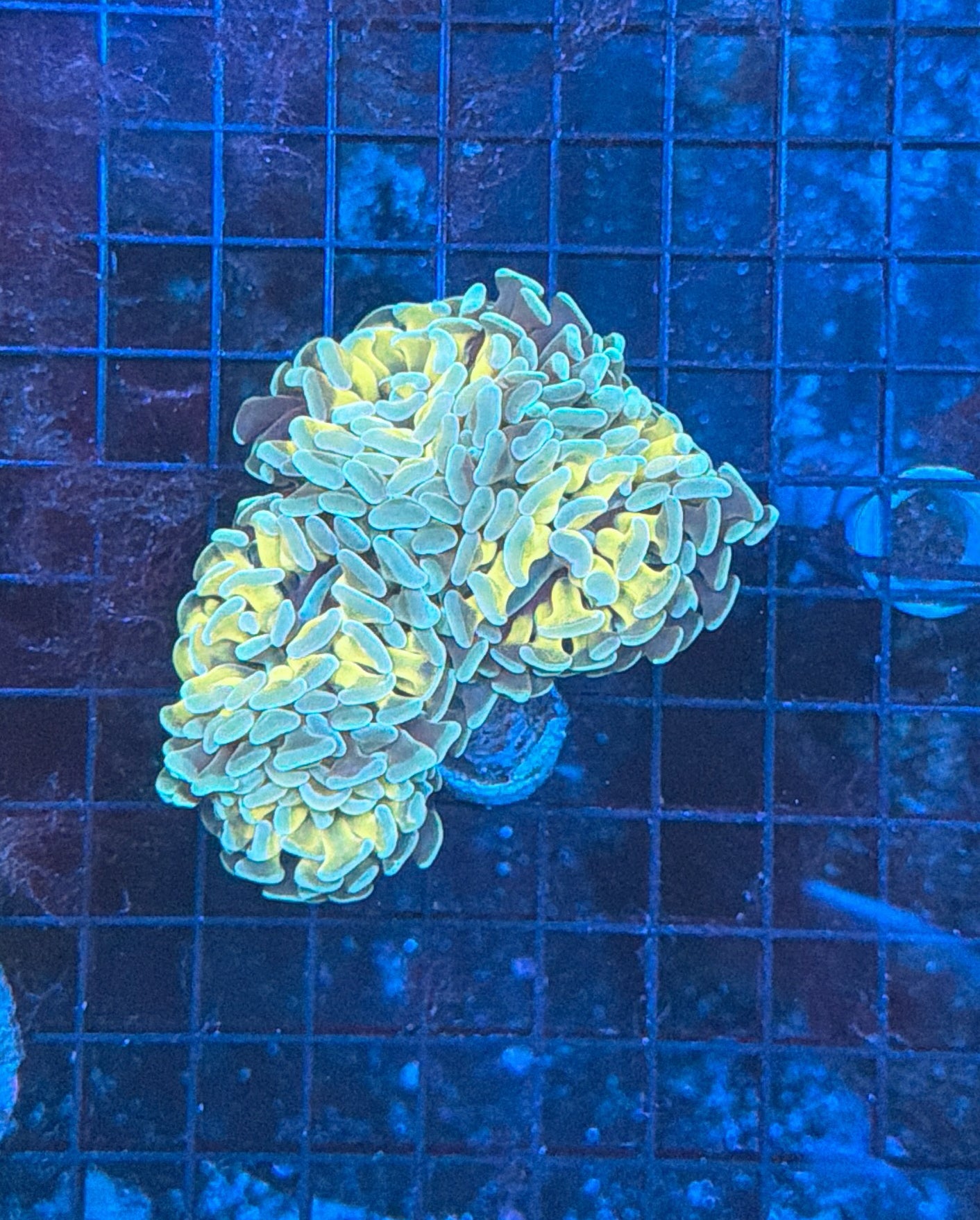 Indo hammer colony