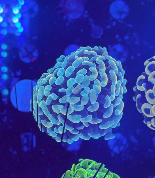 Malay Fat-head Hammer