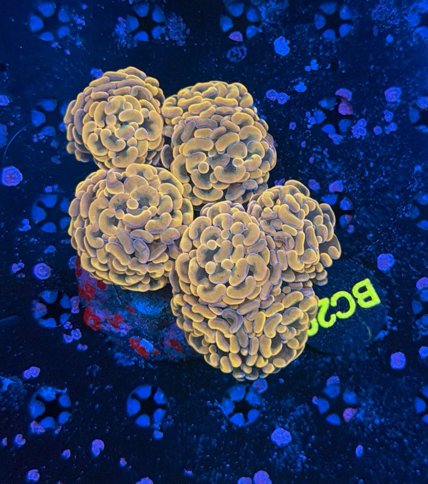 Indo hammer colony