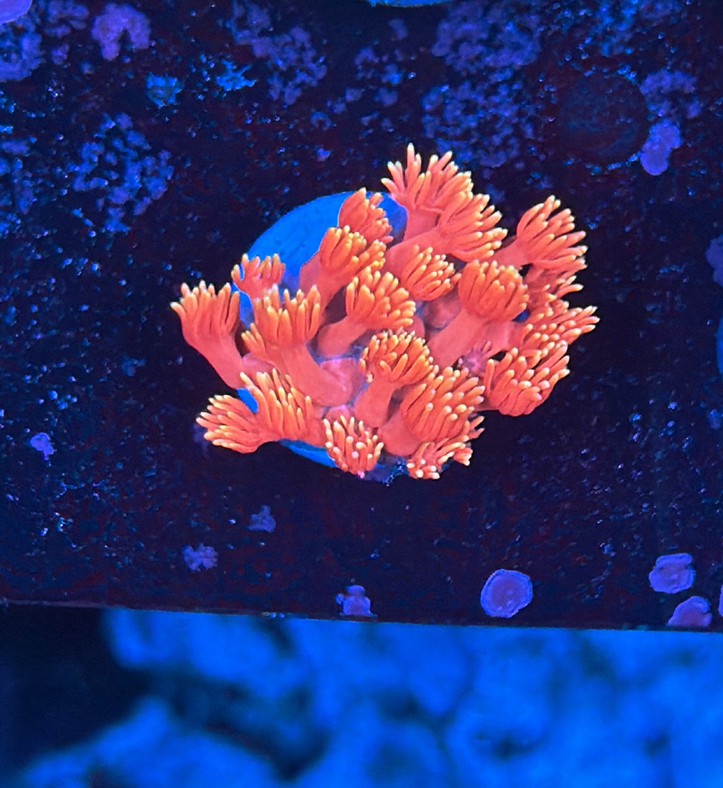 flaming sunrise goni frag
