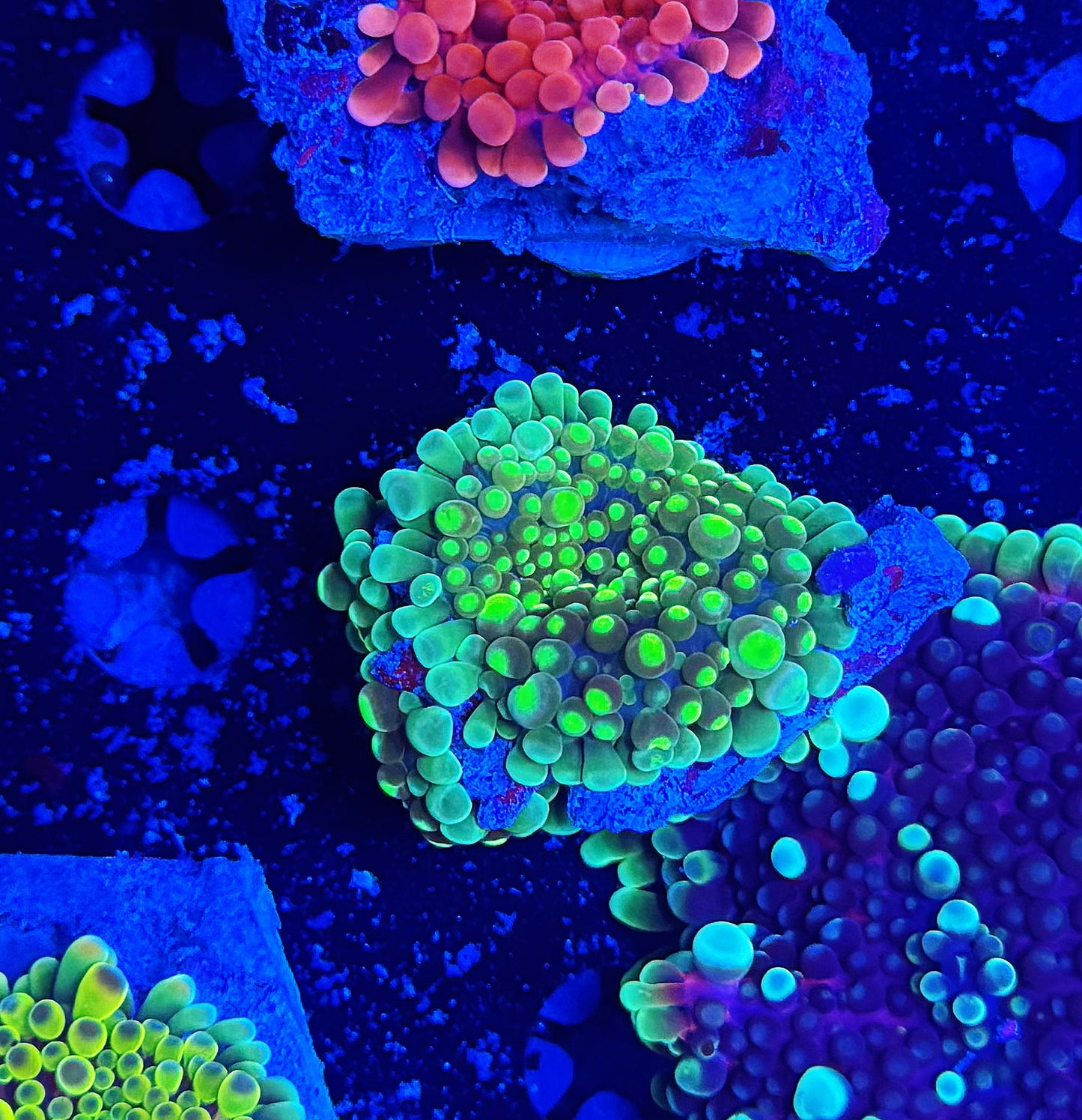 Malay Bouncing Mushroom Tri-Colony