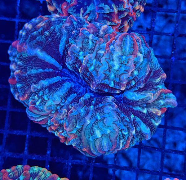 Rainbow indophyllia