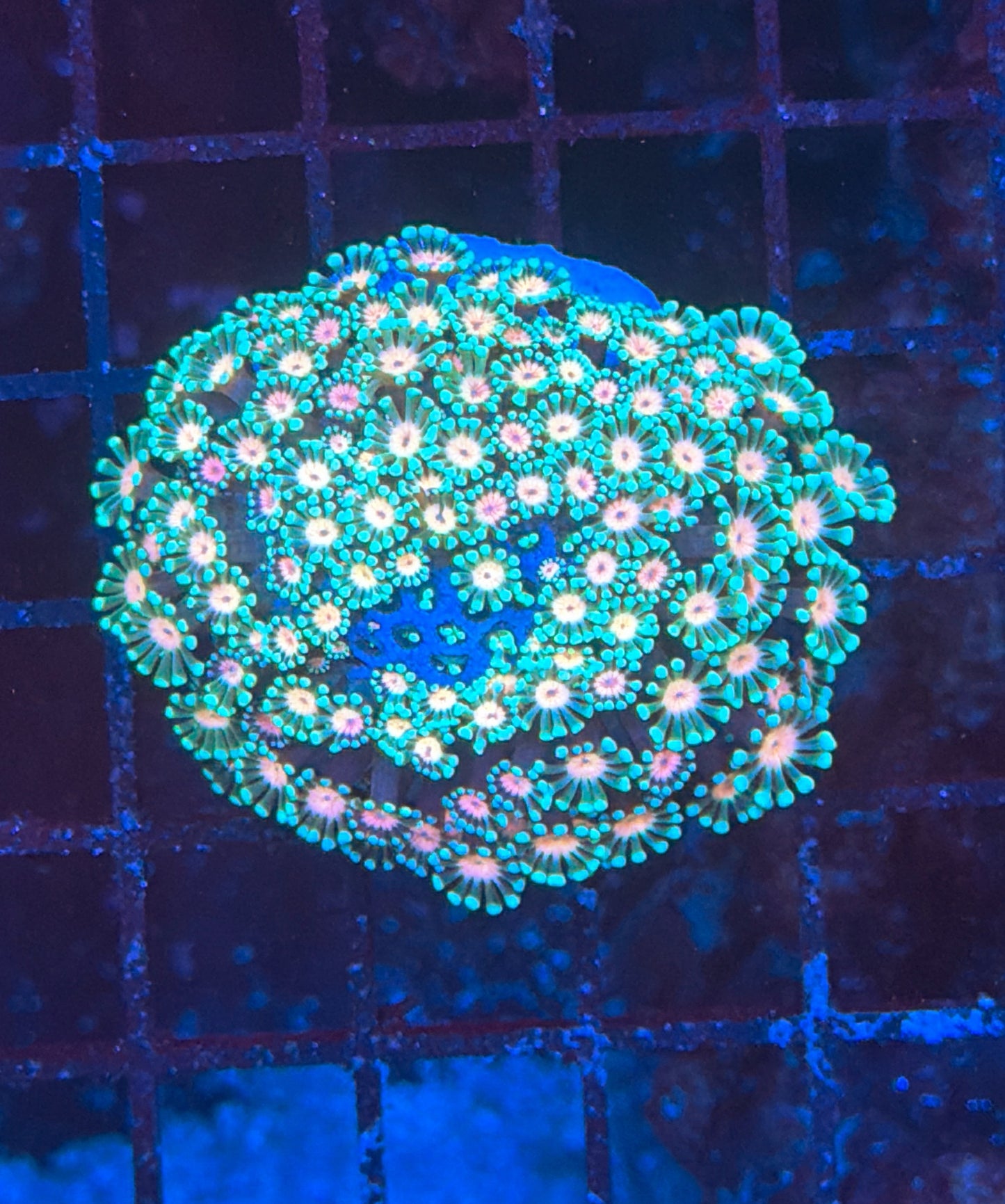Rainbow alveopora