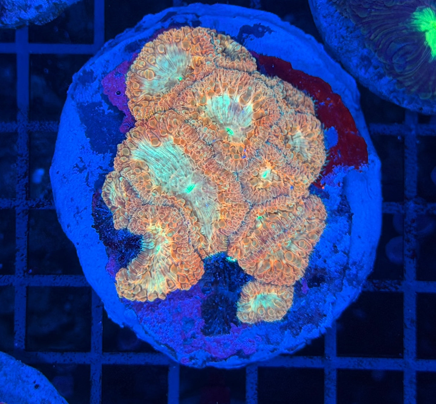 Rainbow blasto