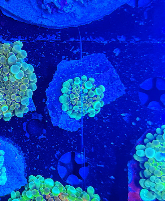 Malay Bouncing Mushroom