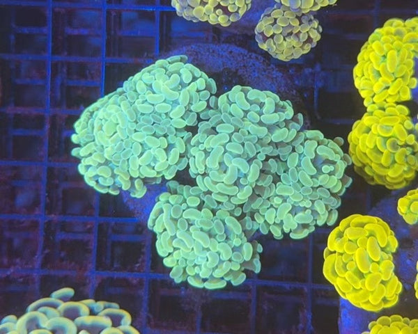 Premium hammer colony