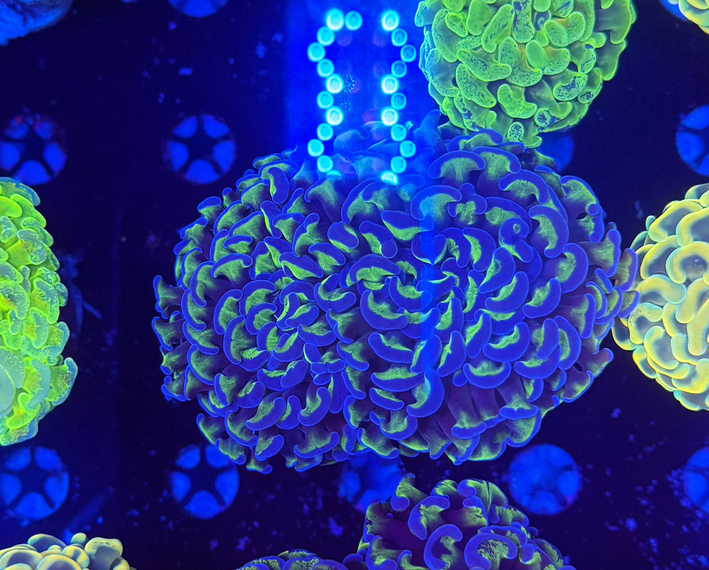 Malay Fat-head Hammer