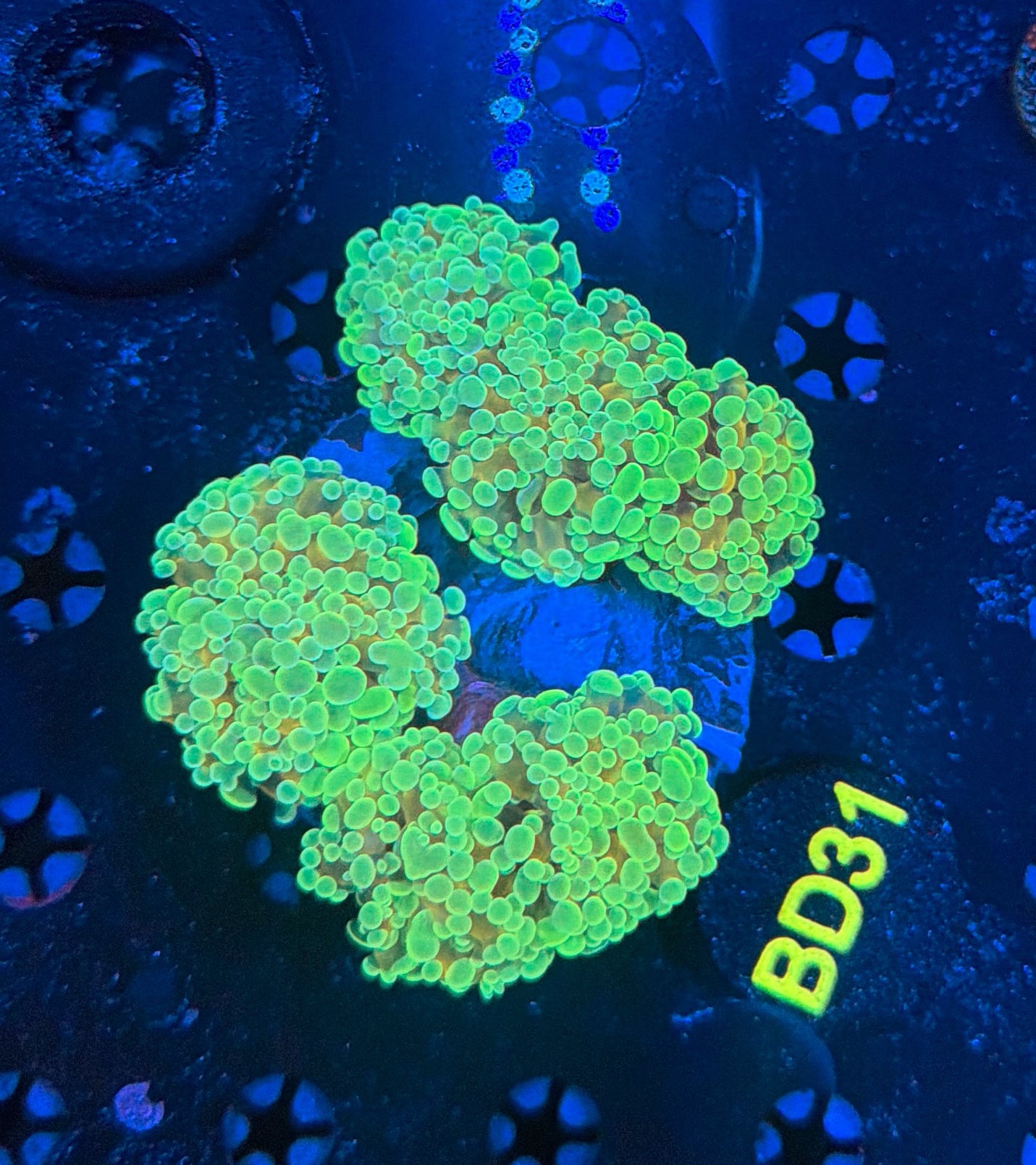 Indo SP hammer colony