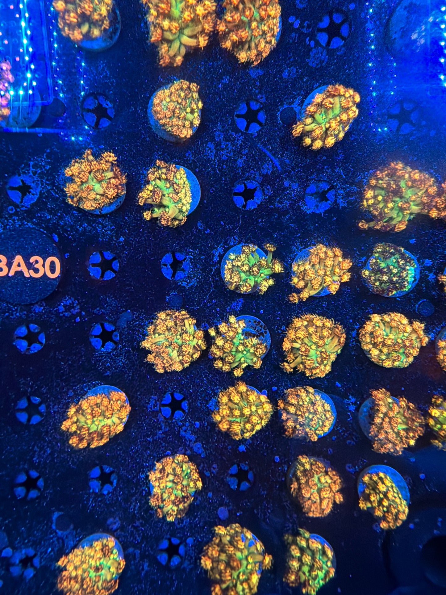 Grand master bulk price(non wysiwyg) 5 frags as a bulk.