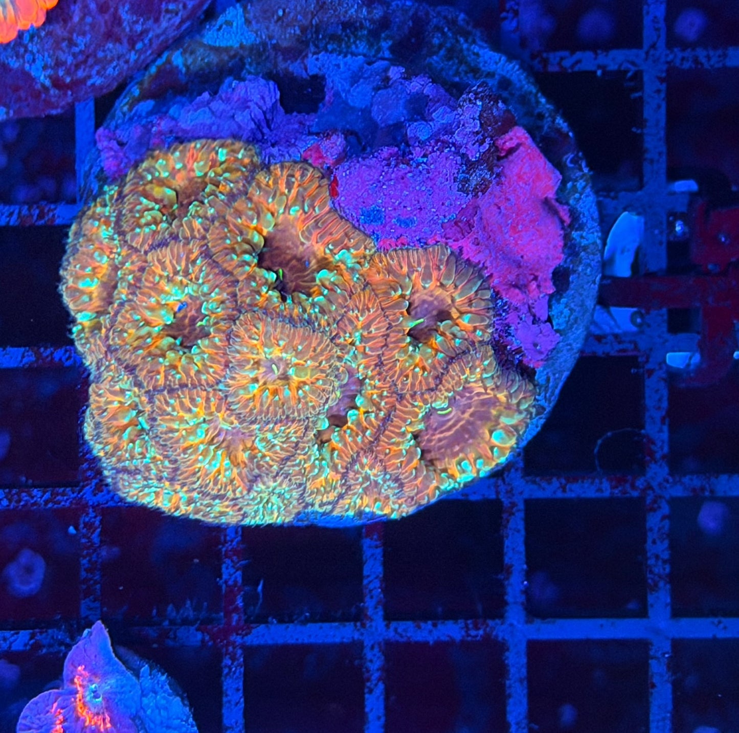 Rainbow blasto