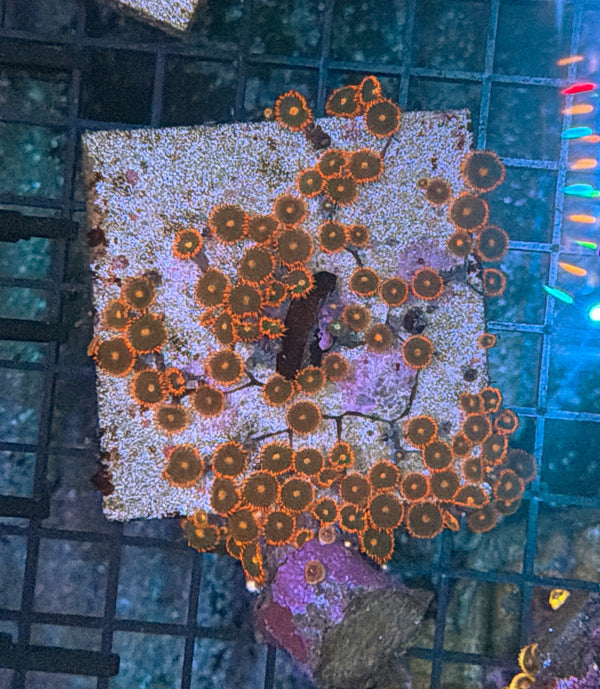 Zoa clearance