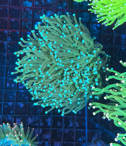 Malay green 3-4 heads
