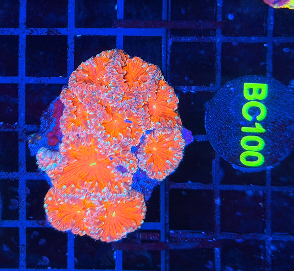 Rainbow blasto