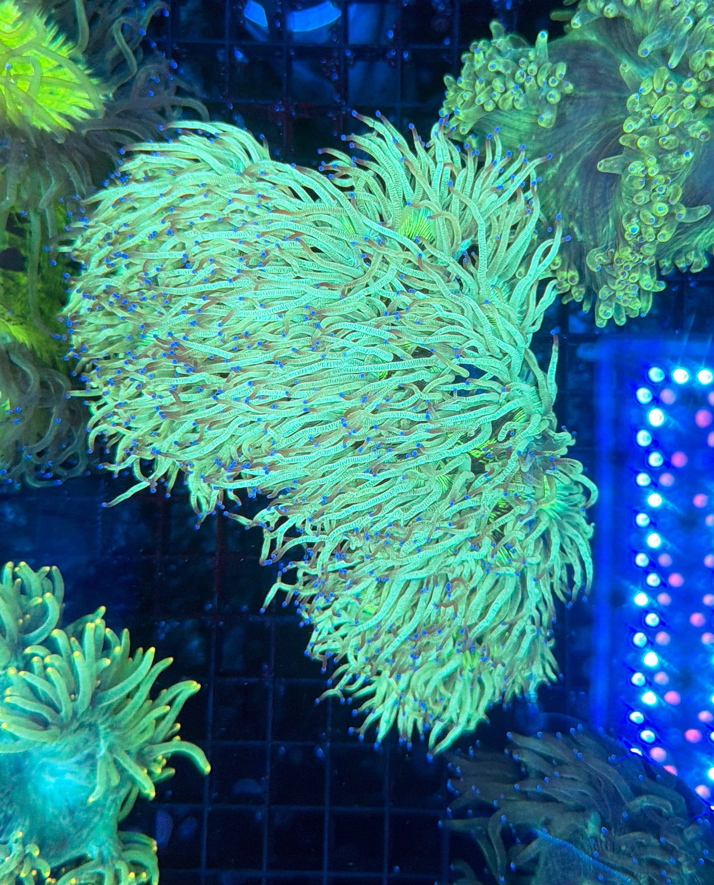 Elegance coral