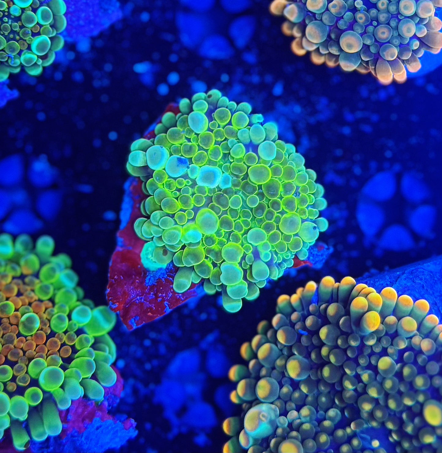 Malay Bouncing Mushroom