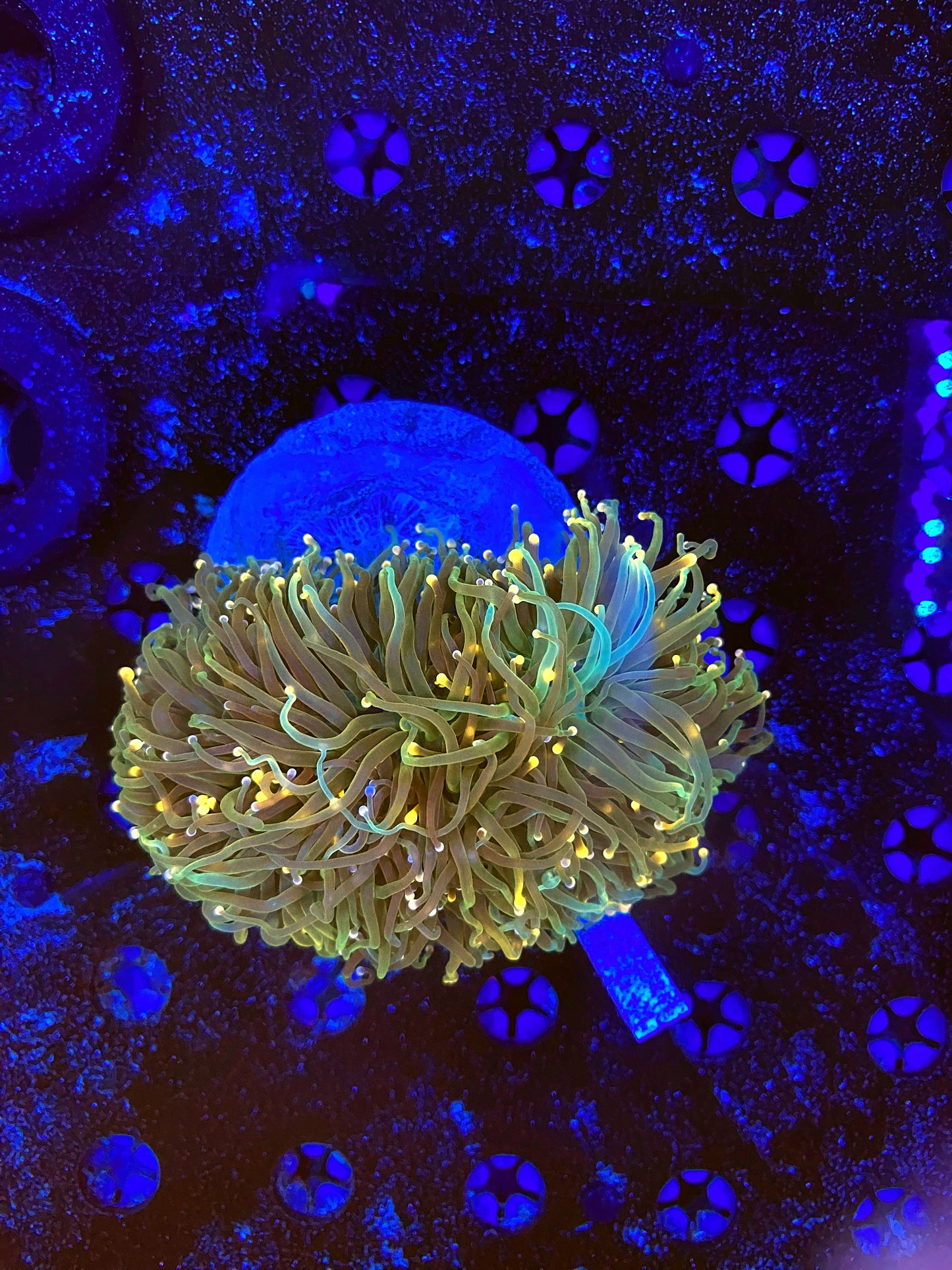Indo green colony