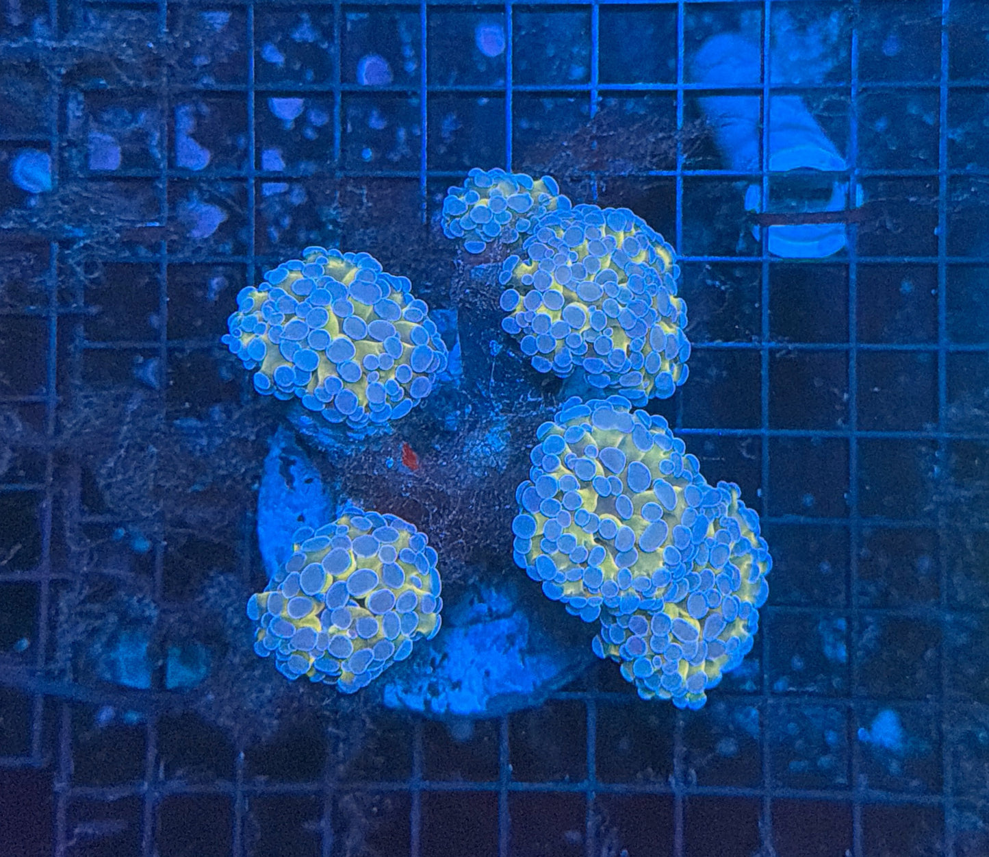 SP Indo hammer colony